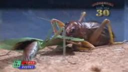 Japanese Bug Fights: Sia Ferox vs. Praying Mantis (S01E18)