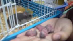 Hamster mother carries her babies