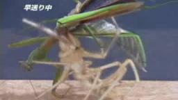 Japanese Bug Fights: Camel Spider vs. Praying Mantis (S01E06)