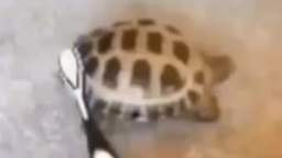 Tartaruga che balla per 4 secondi random / Turtle dancing for 4 seconds