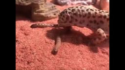 My Leopard Gecko eating a Superworm & Drinking!